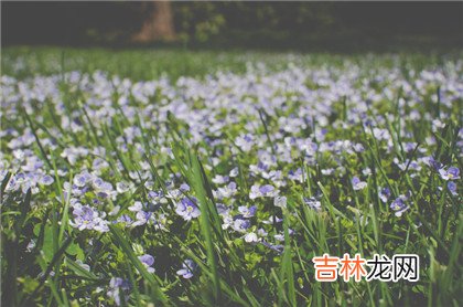 天罗地网怎么查?四柱神煞查法及解释分享
