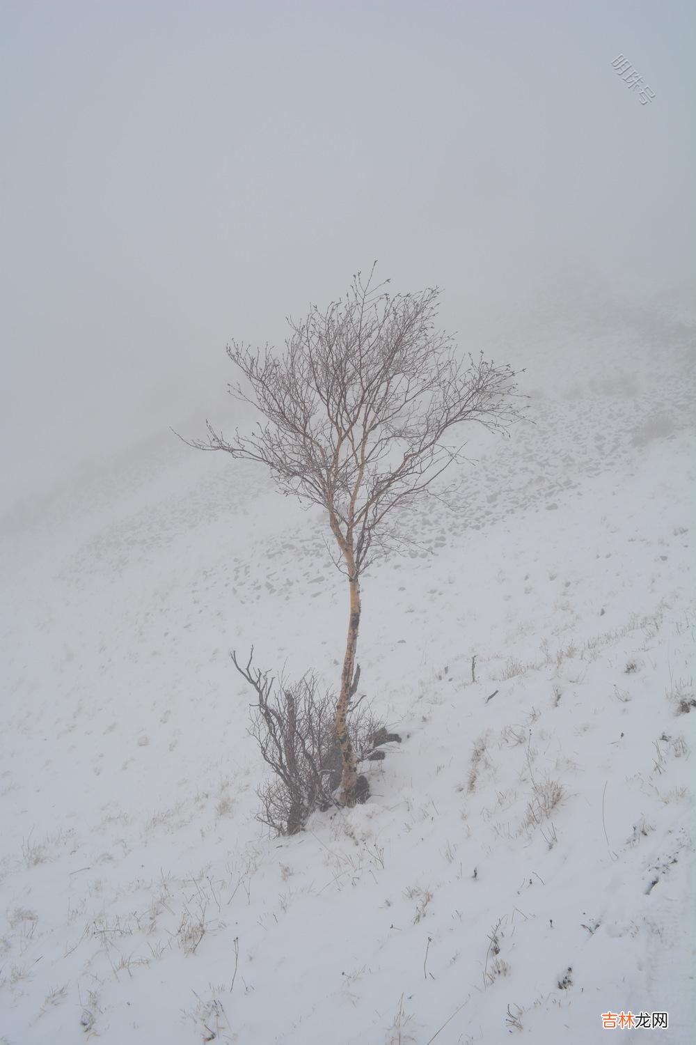 作者：黎荔昨晚做了一个梦 风雪赶路人，还有漫长的路要赶