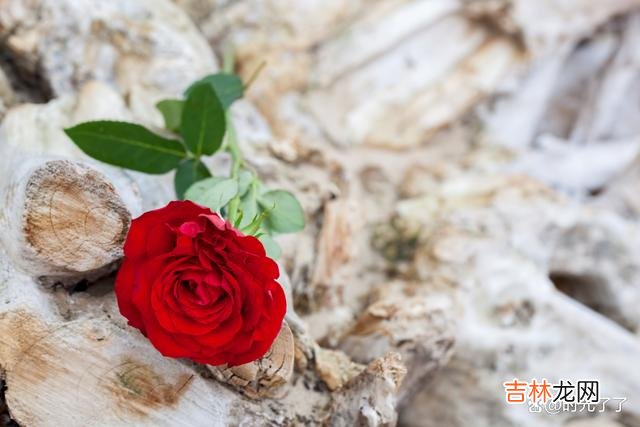 作家亦舒在《如果墙会说话》里面说道：任何一个人离开你 当一个男人变了心，那他就会连伪装都懒得伪装