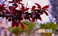 2020鼠年寒露节气寅时出生是什么命？五行缺什么？