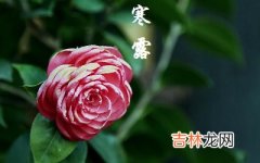 2020年寒露节气巳时生人五行缺什么，是什么命？