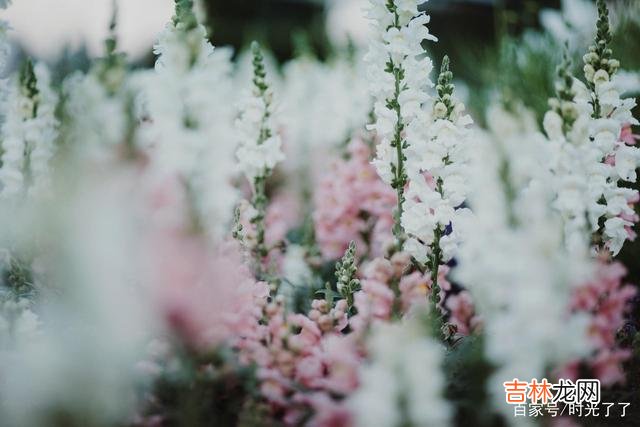 昔日寒山问拾得曰:世间有人谤我、欺我、辱我、笑我、轻我、贱我、恶我、骗我...|一个真正的社交高手,不是时刻都在忍,但在需要忍的时候能忍