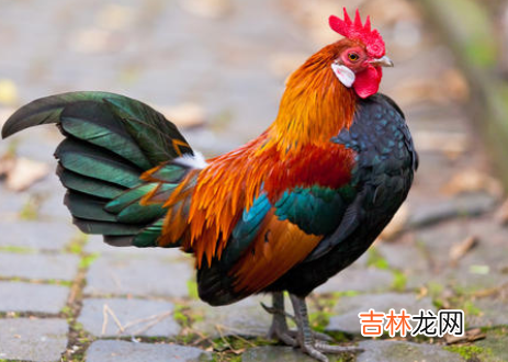 1993年属鸡的婚姻状况如何?93年属鸡的婚姻运势好吗?