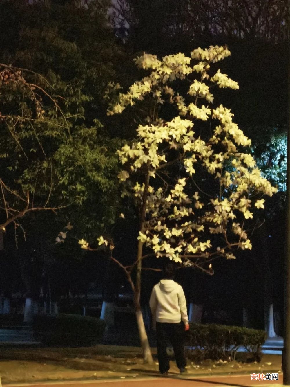 入夜后的四川大学