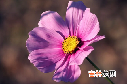 天转地转日是什么 天转地转日出生的人命运解析