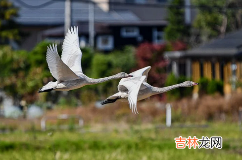 农历五月十三女命详解 农历五月十三女属鸡命详解