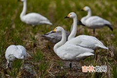 桑柘木命生于哪月好 桑柘木命五行缺什么