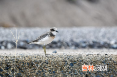 滴天髓八字算命口诀 滴天髓算命准吗