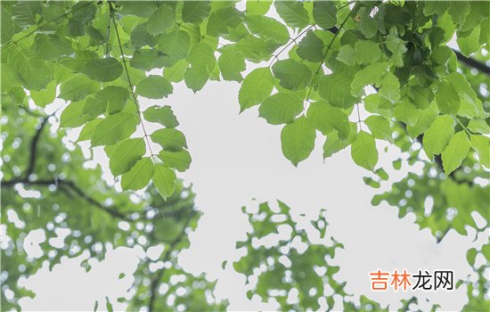 都说婆婆跟儿媳妇无论相处的多好 婆婆不需跟儿媳妇说太多的话，这也是很正常的