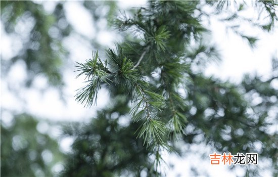 都说婆婆跟儿媳妇无论相处的多好 婆婆不需跟儿媳妇说太多的话，这也是很正常的