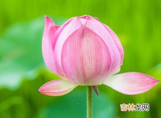 罕见的五大贵人命格(罕见的五大贵人长相)