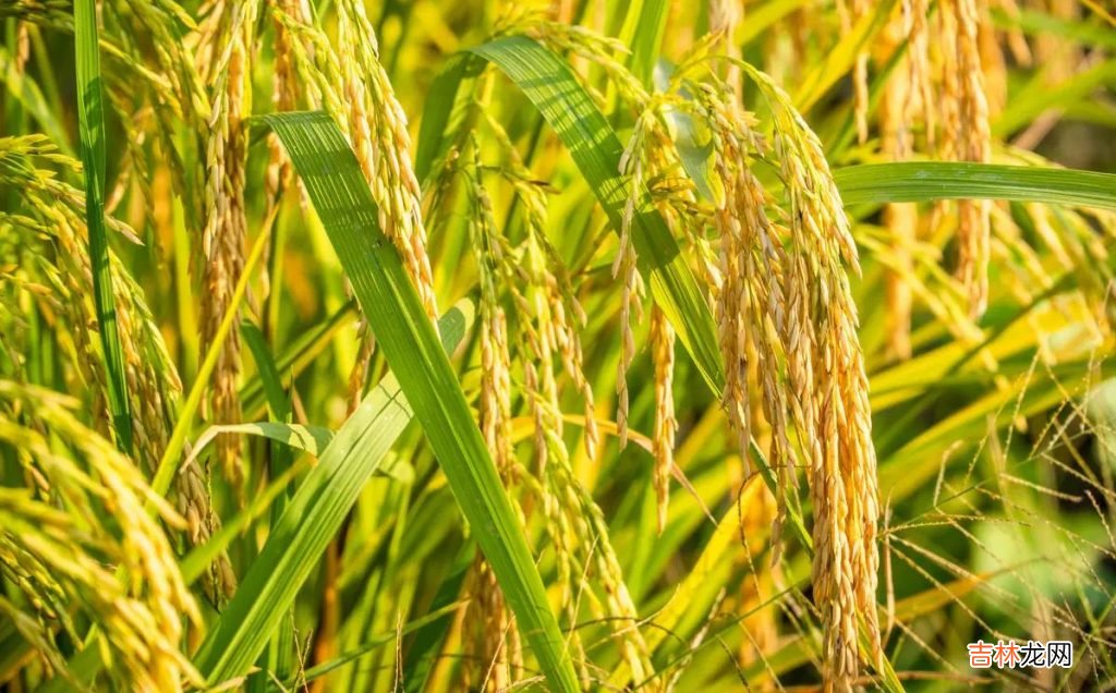 填仓节的风俗习惯 填仓节出生好吗