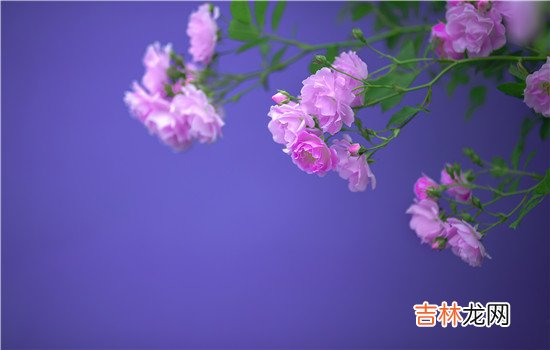 夫妻感情不合但又不想离婚怎么办 夫妻感情不合但又不想离婚可以，尝试着挽留