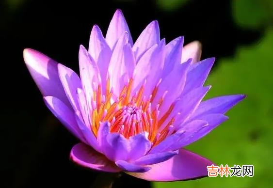 阴历二十三出生有什么说法（阴历二十三出生的人命运)