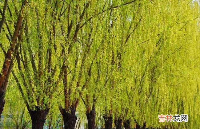 杨柳木命人命运解析一定要注意这些禁忌！
