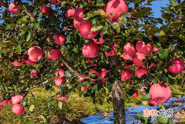 没有白杨挺拔 苹果树春天给你一片花海