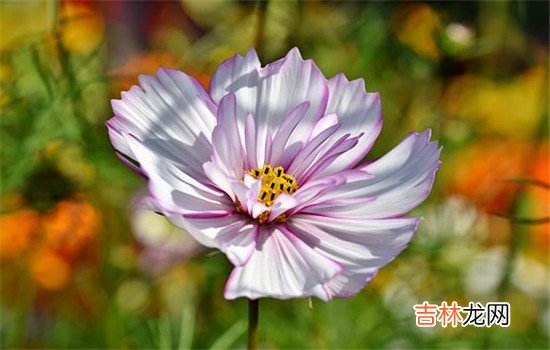 在这个世界上人们会遇到许多形形色色的人 为什么妻子选择出轨后,丈夫会彻底原谅?