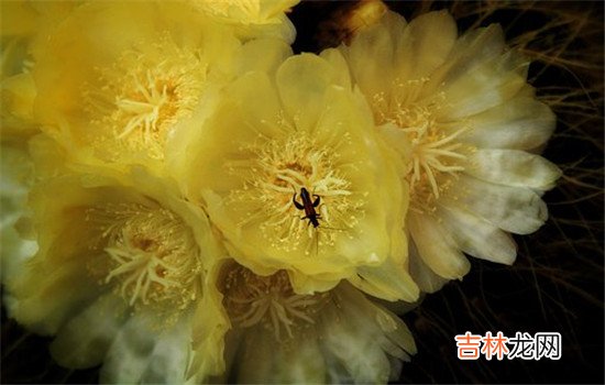 很多男生是不能接受自己的女朋友出轨的 很多男生是不能接受自己的女朋友出轨的，特别是肉体上的出轨