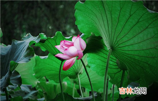 现在好像女生也只是需要嫁给一个好男人 女朋友出軌牌友怎麽辦  去帮她找一份工作
