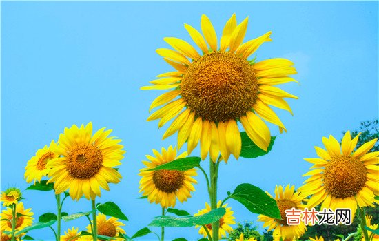 如果说在一段婚姻里女人最怕的是家暴 女人出轨有什么最明显特征是什么，首先第一点就是她会心虚