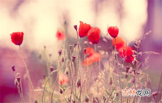 每个人在谈恋爱的时候都会遇到挫折 恋爱中女朋友出轨可以原谅吗，她能跟你道歉就说明她已经后悔了