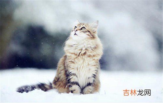 虽然现在我们的生活中男生出轨的人数少了 女朋友出轨了还能要吗，你要是不爱她，那你根本就不会原谅她