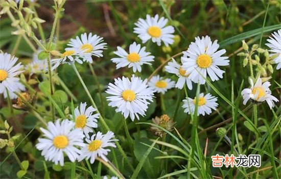在传统的全家挂念一中 女人精神出轨该离婚吗，还是不要离婚