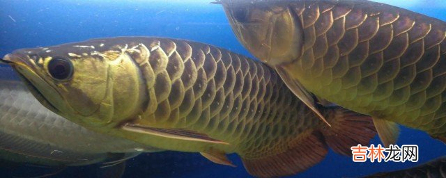 吃龙鱼的好处与坏处是什么