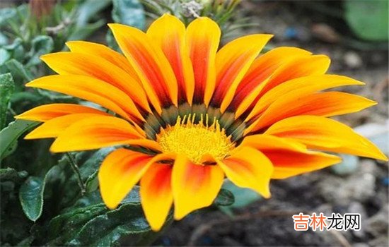 今天我们说的这个问题比较特殊 女人经常打老公家暴怎么办，你应该分析下女人为什么想实行家暴