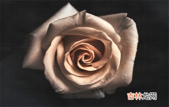 在夫妻的生活中 面对丈夫的长期辱骂，妻子需要做到的是要尽可能的减少自己的伤害