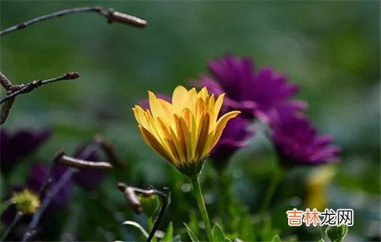 打了老婆怎么挽回？现代婚姻出现了什么多重这样的情况 打了老婆如何挽回，采取这几种方法，让她觉得你是她的依靠