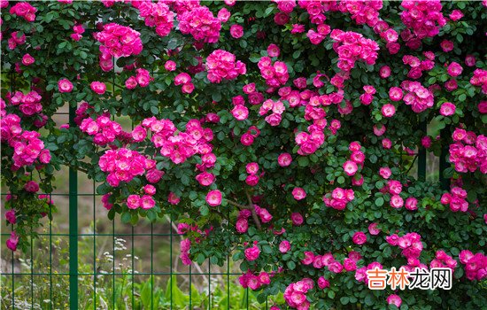 和老公没有感情了要离婚吗 和老公没有感情了不要离婚,你们能从恋爱过了那么多