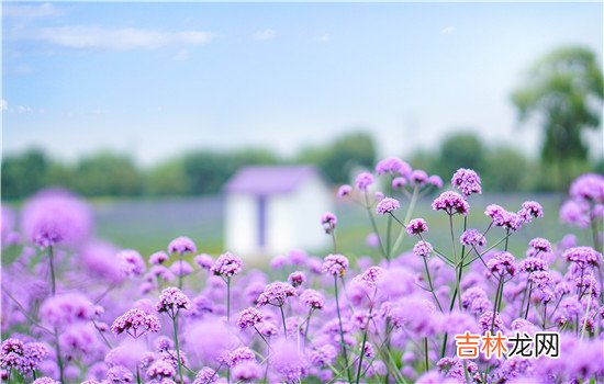 和老公没有感情了要离婚吗 和老公没有感情了不要离婚,你们能从恋爱过了那么多