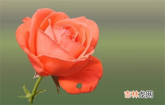 当两个人从陌生的关系发展到情侣的时候 我们在订婚宴上，最重要的就是仪式感