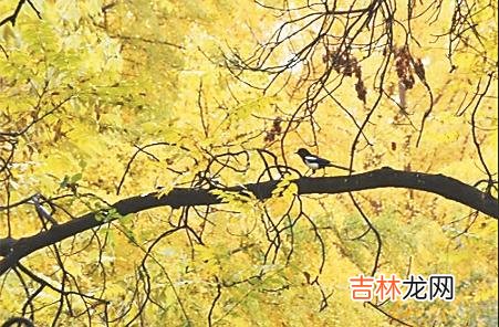 本文转自：生活报申琳广“你入学的新书包 乡下我那操劳的娘