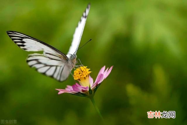 65岁的张大爷退休5年 张大爷跟苏姐开始了老年人的“黄昏恋