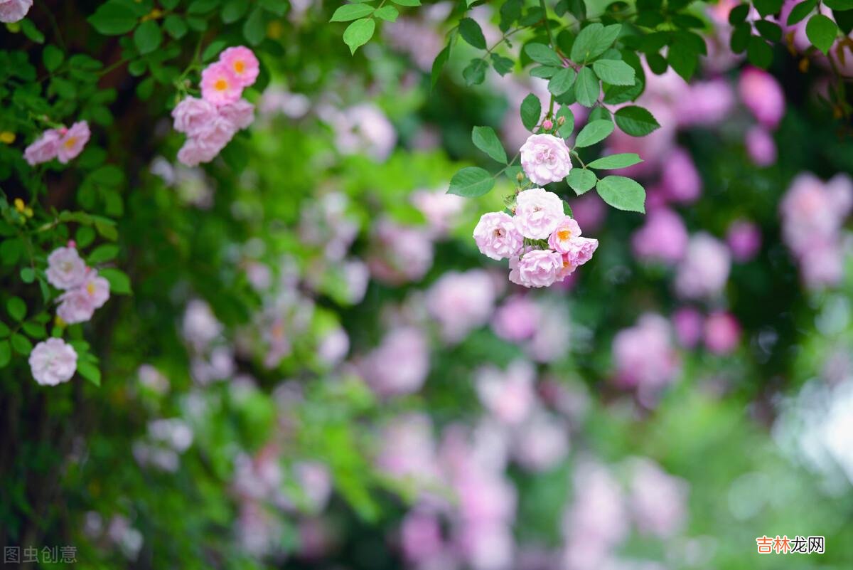 《小窗幽记》里的“人生三愿”:“一愿识尽天下好人 退休后读书,就是最安静的享乐自己的时光