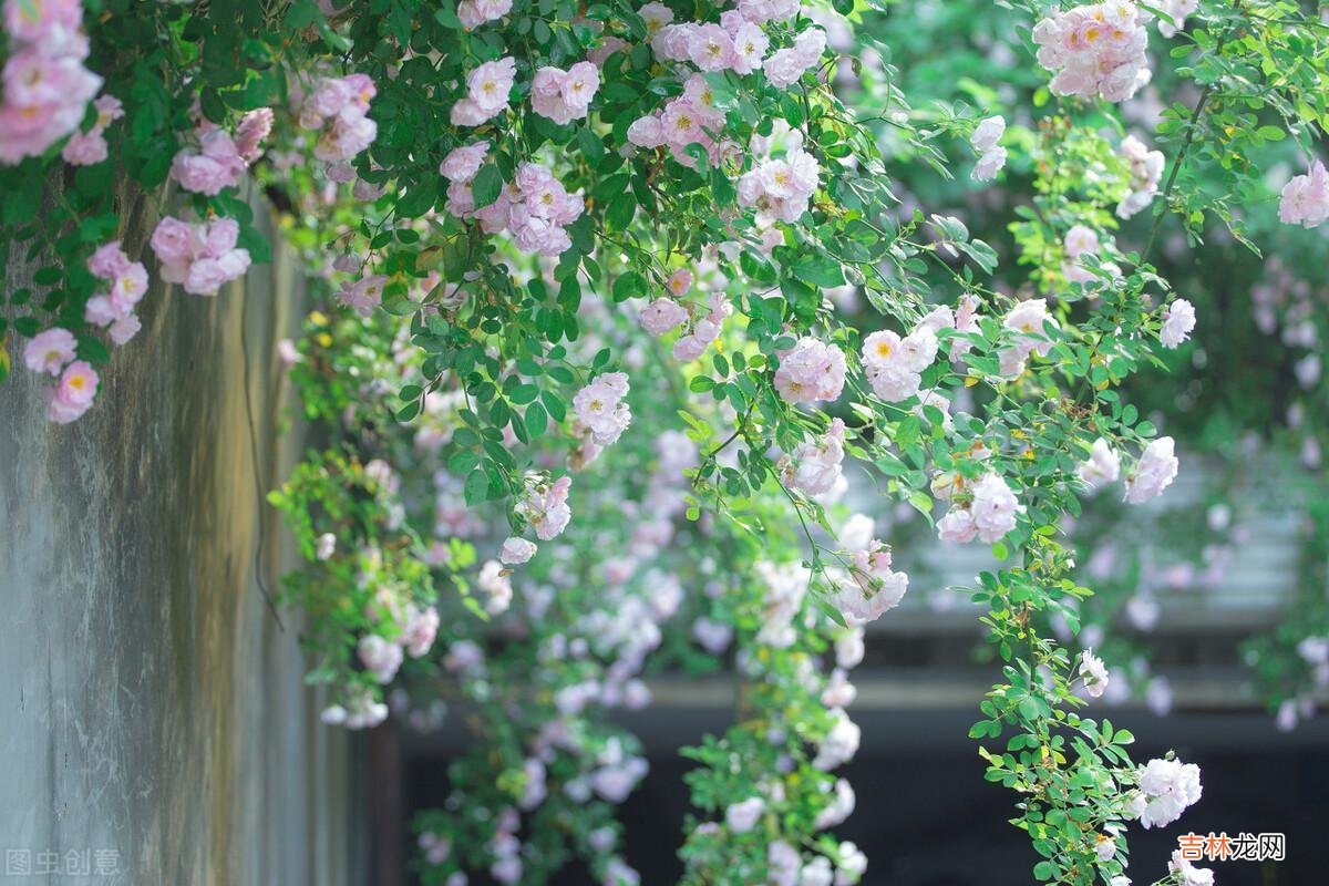 《小窗幽记》里的“人生三愿”:“一愿识尽天下好人 退休后读书,就是最安静的享乐自己的时光