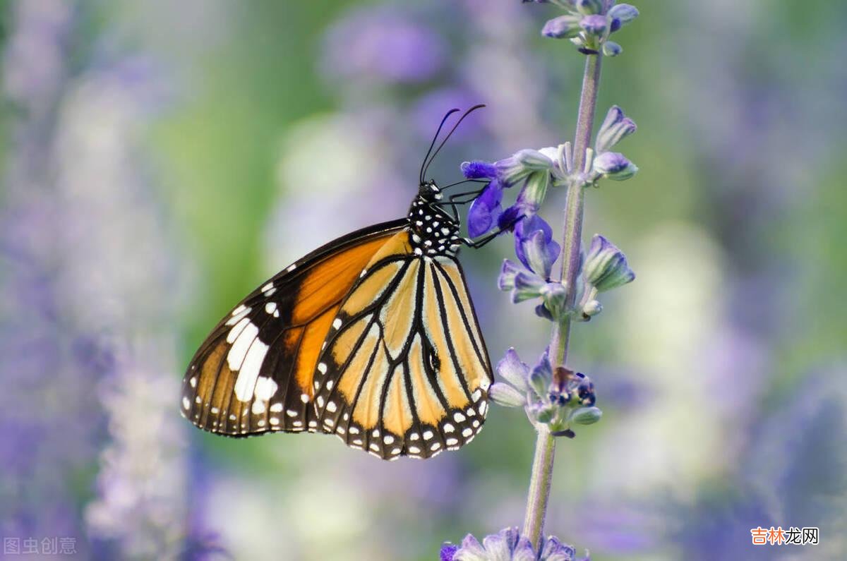 毕淑敏说：“婚姻并不仅是快乐 夫妻间，当一个人不被另一个人认可的时候，是夫妻间最痛苦的事情