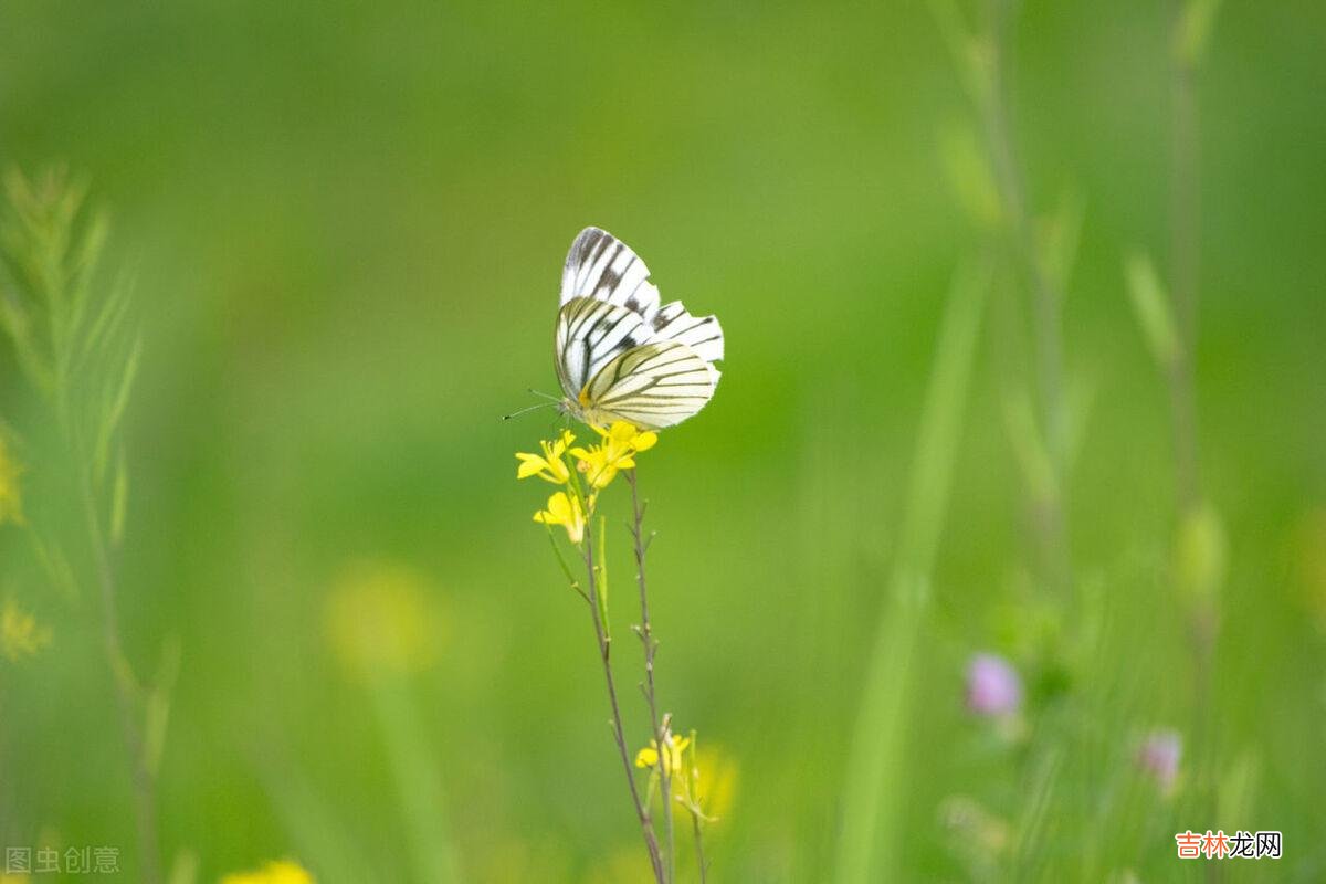 毕淑敏说:“婚姻并不仅是快乐 夫妻间,当一个人不被另一个人认可的时候,是夫妻间最痛苦的事情