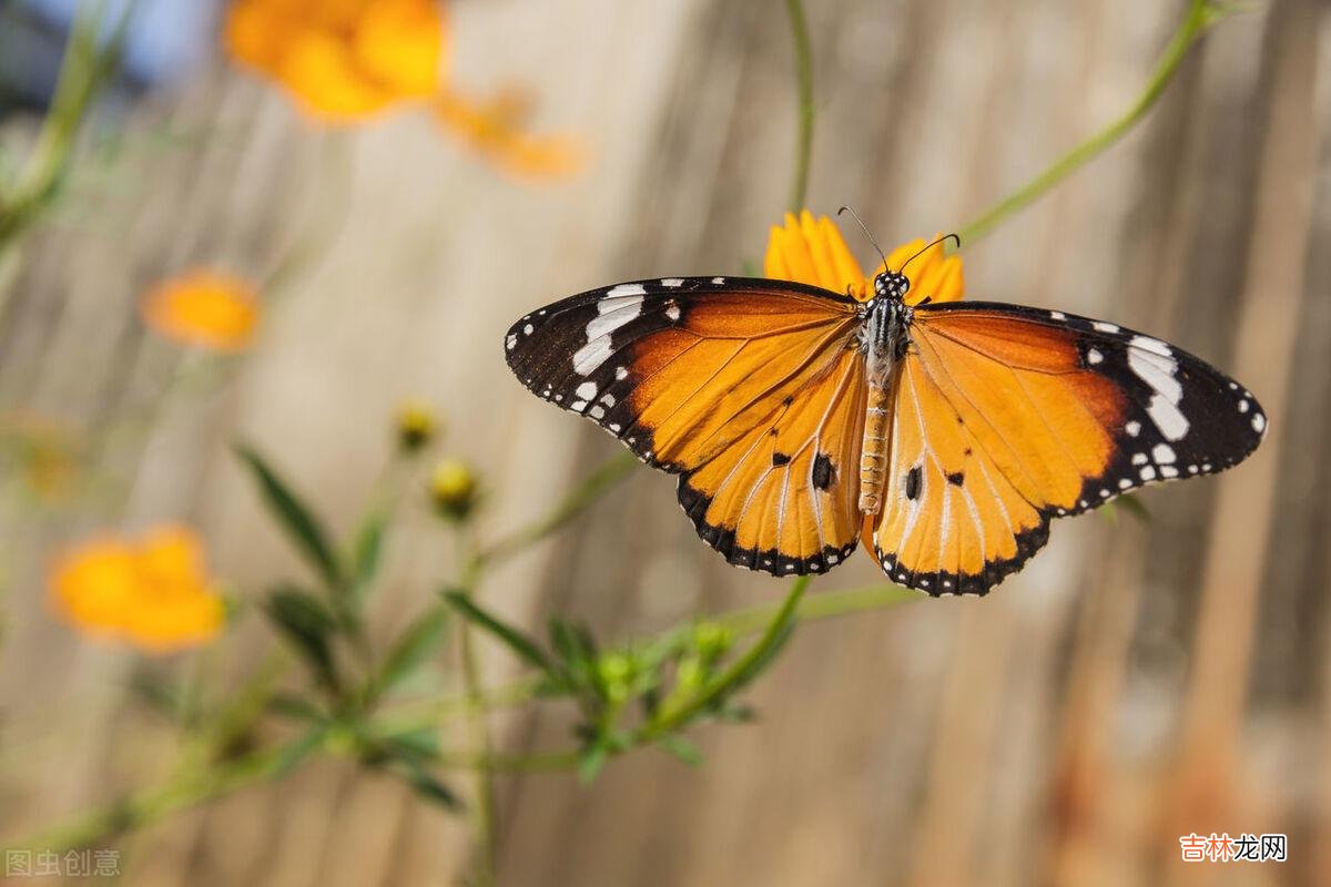 毕淑敏说:“婚姻并不仅是快乐 夫妻间,当一个人不被另一个人认可的时候,是夫妻间最痛苦的事情