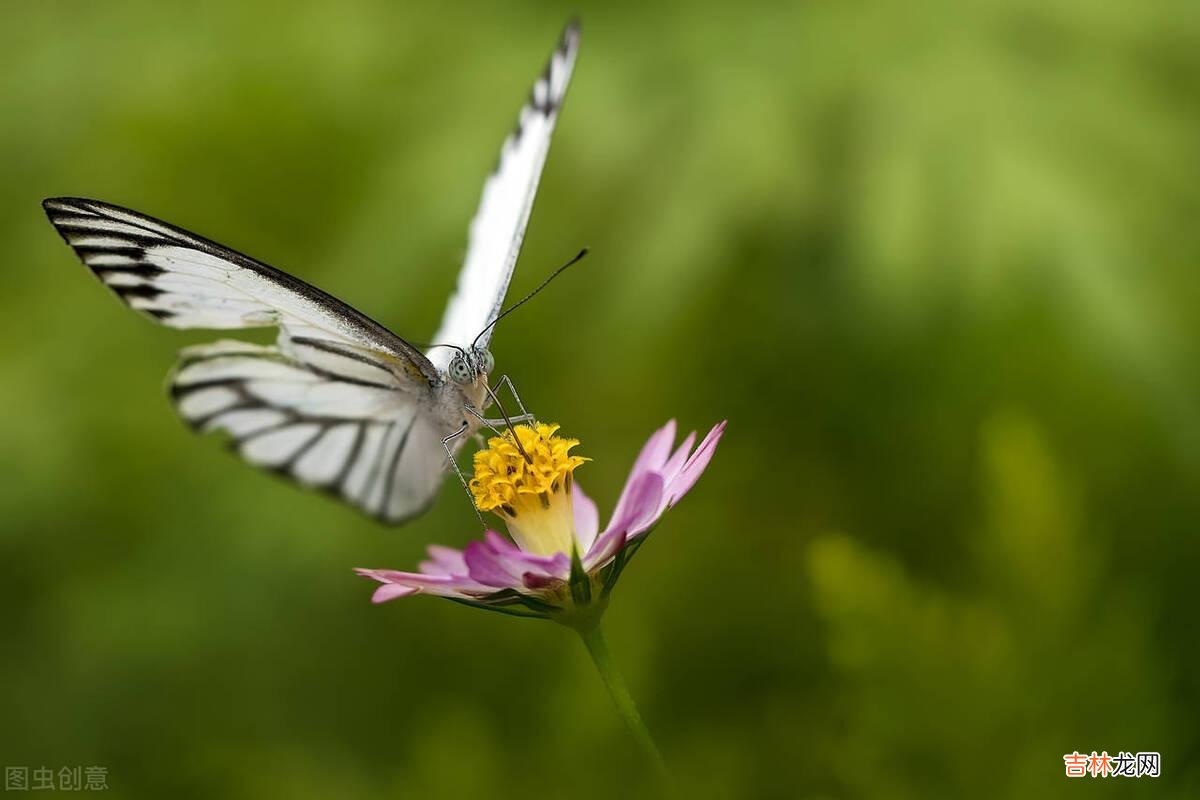 毕淑敏说：“婚姻并不仅是快乐 夫妻间，当一个人不被另一个人认可的时候，是夫妻间最痛苦的事情