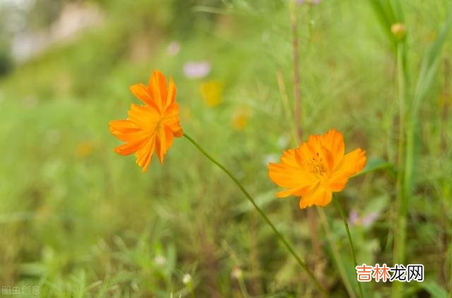 离开老房子大半年的时间 退休后，最珍贵的财富就是健康的身体