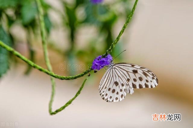 儿子结婚后，为了不打扰儿子的新婚，我改行去做了住家保姆
