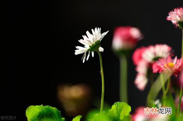 人老了,岁月止于唇齿,人生苦短,却言而难尽!