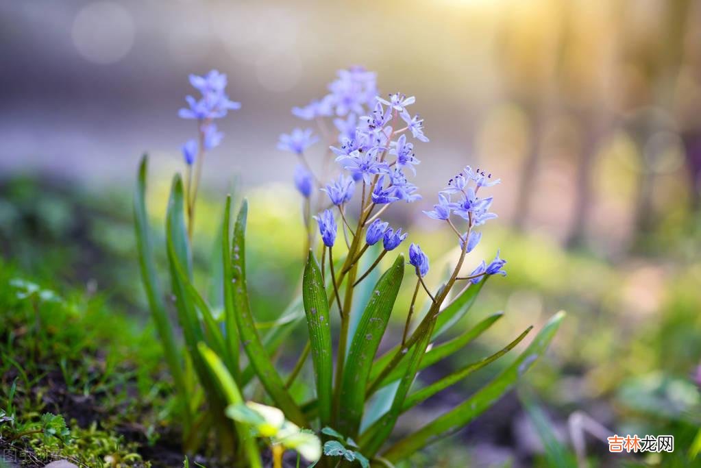 白落梅曾如此说:最美的女人 漫漫余生,独自绽放,安享一个人的岁月