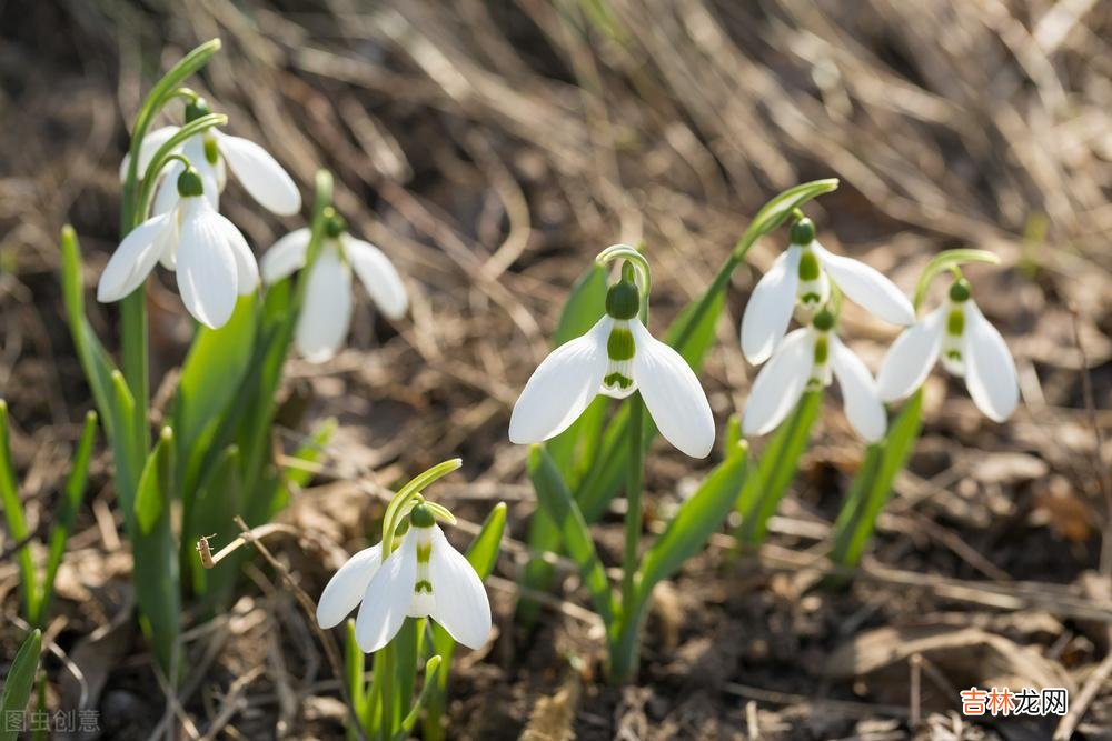 白落梅曾如此说:最美的女人 漫漫余生,独自绽放,安享一个人的岁月