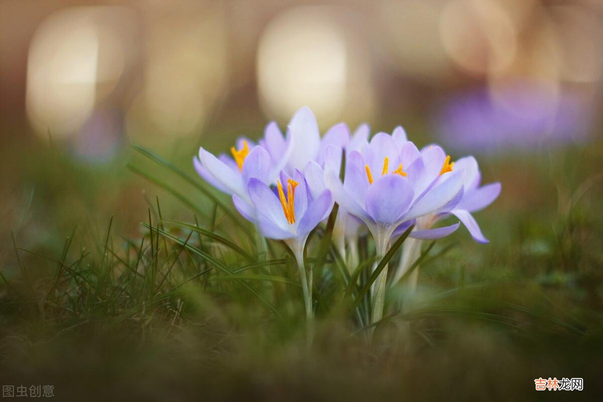 白落梅曾如此说：最美的女人 漫漫余生，独自绽放，安享一个人的岁月