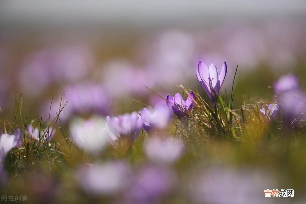 白落梅曾如此说:最美的女人 漫漫余生,独自绽放,安享一个人的岁月