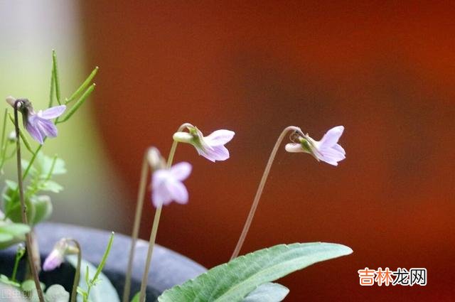 陈辉教授曾说过：“依靠父母的支持 自己的女儿自己心疼，帮忙带娃就是余生的修行